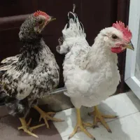 جوجه خروس