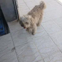 فروش سگ شیتزو کراس.نر هست