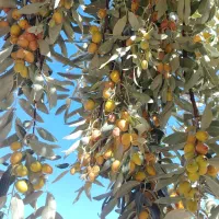 سنجد|خوردنی و آشامیدنی|میان جلگه, |دیوار