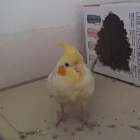 عروس هلندی دستی