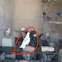 کفتر