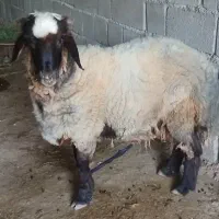 شک ورن