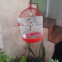 مرغ عشق