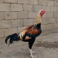 خروس