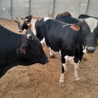 فروش چند راس گوساله چاق