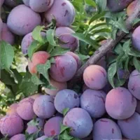 کارگر آلو چینی