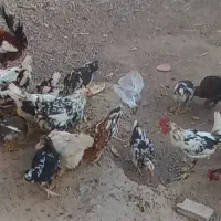 مرغ گلین اصل