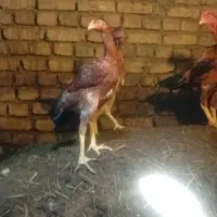 5عدد مرغ لاری اصل