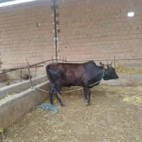 گاو جنگلی دوتا دندان چاق