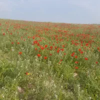 09364441196|سیم‌کارت|محمدشهر, محمدشهر|دیوار