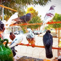 ۲۵ عدد کفتر صاف و یه دست همشون پرشی زیر قیمت