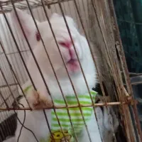 خرگوش چشم شرابی ماده