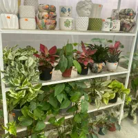 گلخانه گیاهان آپارتمانی