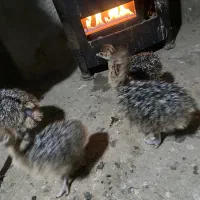 فروش جوجه شتر مرغ