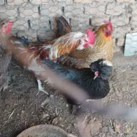 خروس تکی گلین
