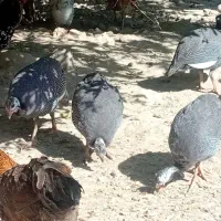 مرغ شاخ دار