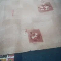 موکت