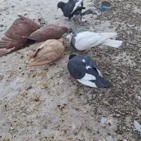 کبوتر