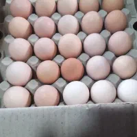 تخم مرغ محلی قیمت کارتن۱۸۰ عددی وزن بالا درشت|خوردنی و آشامیدنی|تهران, شهرک طالقانی|دیوار