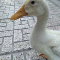 اردک زیبا وبازیگوش