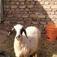 فروش بززاییده ومیش زاییده