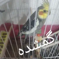 یک عروس هلندی نر گمشده