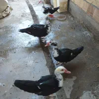 اردک شوروی