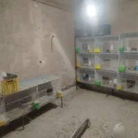 قفس جفتگاهی کفتر