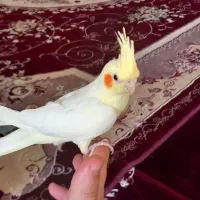 عروس هلندی