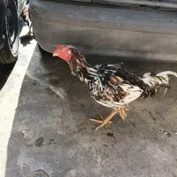 فروش مرغ خروس لاری مرغ کرچ