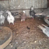 کفتر به عنوان کله کنی