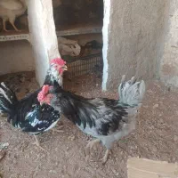 بهترین نژادخروس گلین
