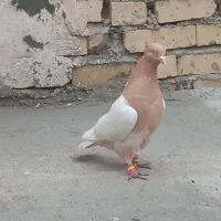 کفتر|پرنده|مشهد, کشف|دیوار