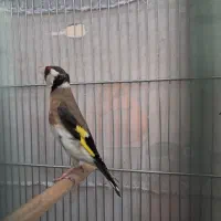 سهره نر معاوضه جوجه سهره یا قناری رسمی بلند فنچ