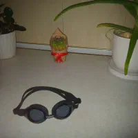 عینک شنا Phoenix