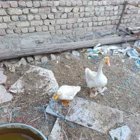 اردک کرچ|پرنده|کنگاور, |دیوار