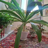 گل اشک|گل و گیاه طبیعی|اردل, |دیوار