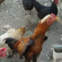 فروش جوجه  خروس چابهاری اصل