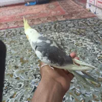 عروس پاریس دستی نر مست
