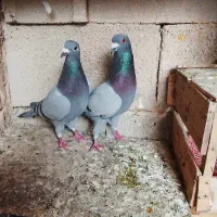 معا‌وزه
