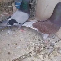 کبوتر|پرنده|اصفهان, باغ کاران|دیوار