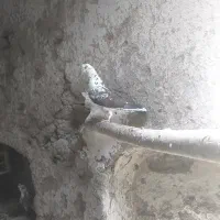 کبوتر