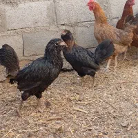 مرغ تخمگذار