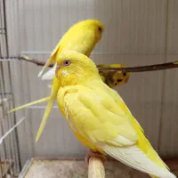 یک جفت مرغ عشق بالغ نر ابلق ماده لوتینو