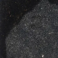 بزر پیاز دستگیری مینروا اصلی