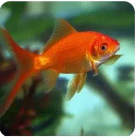 ماهی قرمز گلدفیش