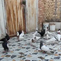 کبوتر توقی زاغ عبدانی سینه ای