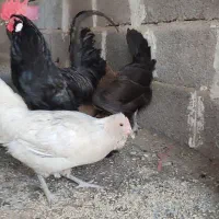 خروس