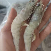میگو برای قلاب ومصرف وماهی موجودهست