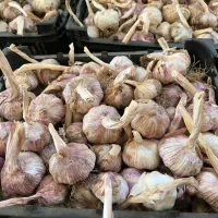 فروش سیر بذری بدون قارچ وآفت